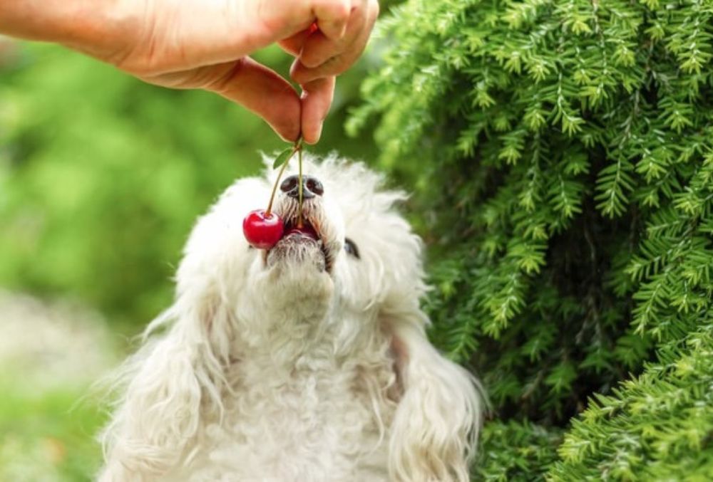 White senior poodle sniffing a cherry, and WagWorthy Naturals Advanced Formula Hip and Joint Supplement strengthens, repairs and revitalizes joints
