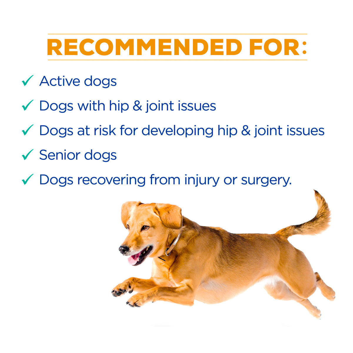 WagWorthy Hip + Joint supplement is recommended for active dogs, dogs with hip and joint issues, and senior dogs