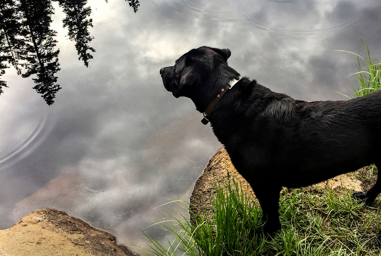 dog looking at reflection in lake contemplating going for a swim for good exercise and joint health