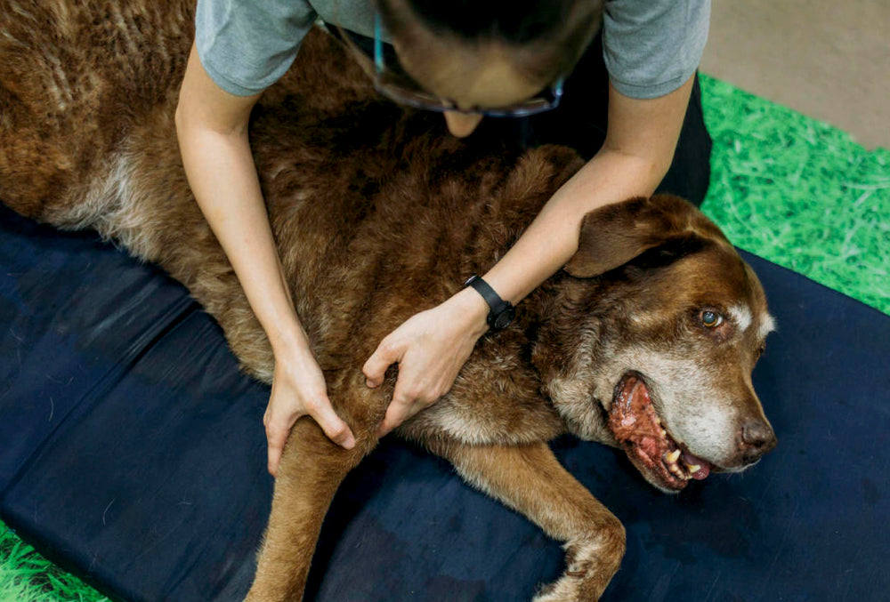 A senior dog having his joints checked by a vet who's recommending to take WagWorthy Naturals Hip and Joint Supplement which has double the strength of active ingredients