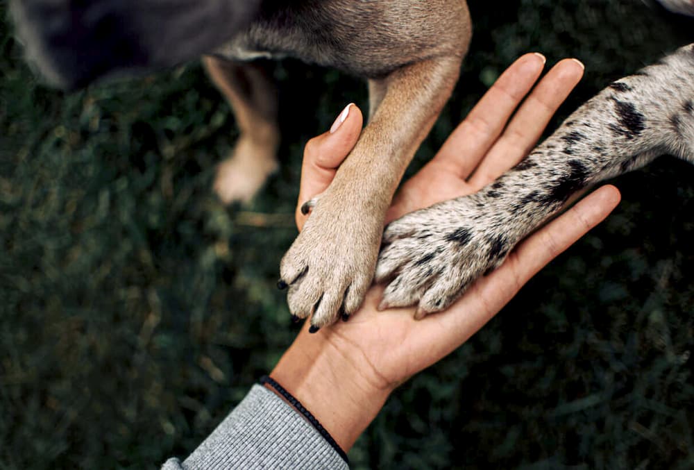 Can Dogs Develop Arthritis In Their Paws?