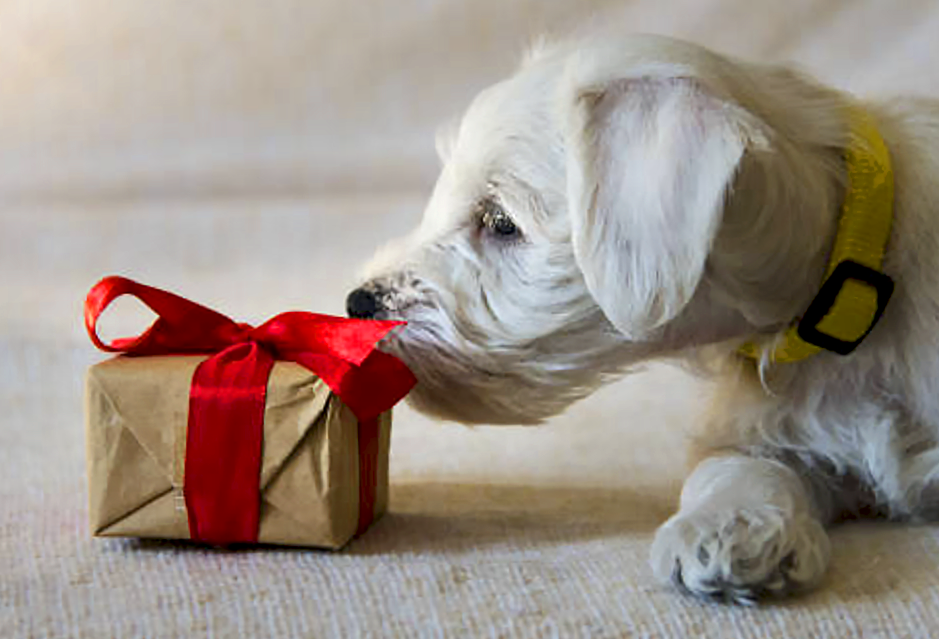 dog opening valentine's day present and wagworthy's favorite gift ideas for dogs