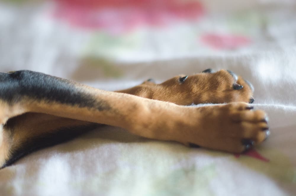 Black & brown dog paws resting on a bed after taking WagWorthy Naturals Advanced Formula Hip and Joint Supplement that strengthens, repairs and revitalizes joints